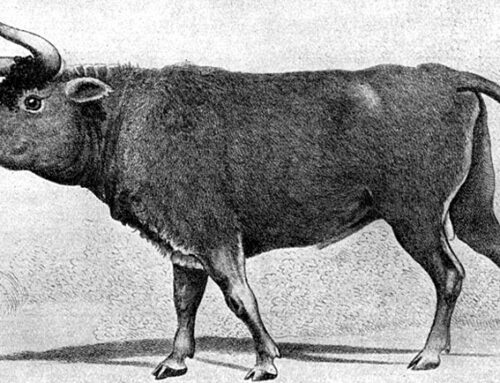 Origen e historia del toro de lidia, por Martín Domingo